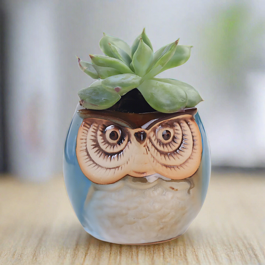Mini Owl Ceramic Planter